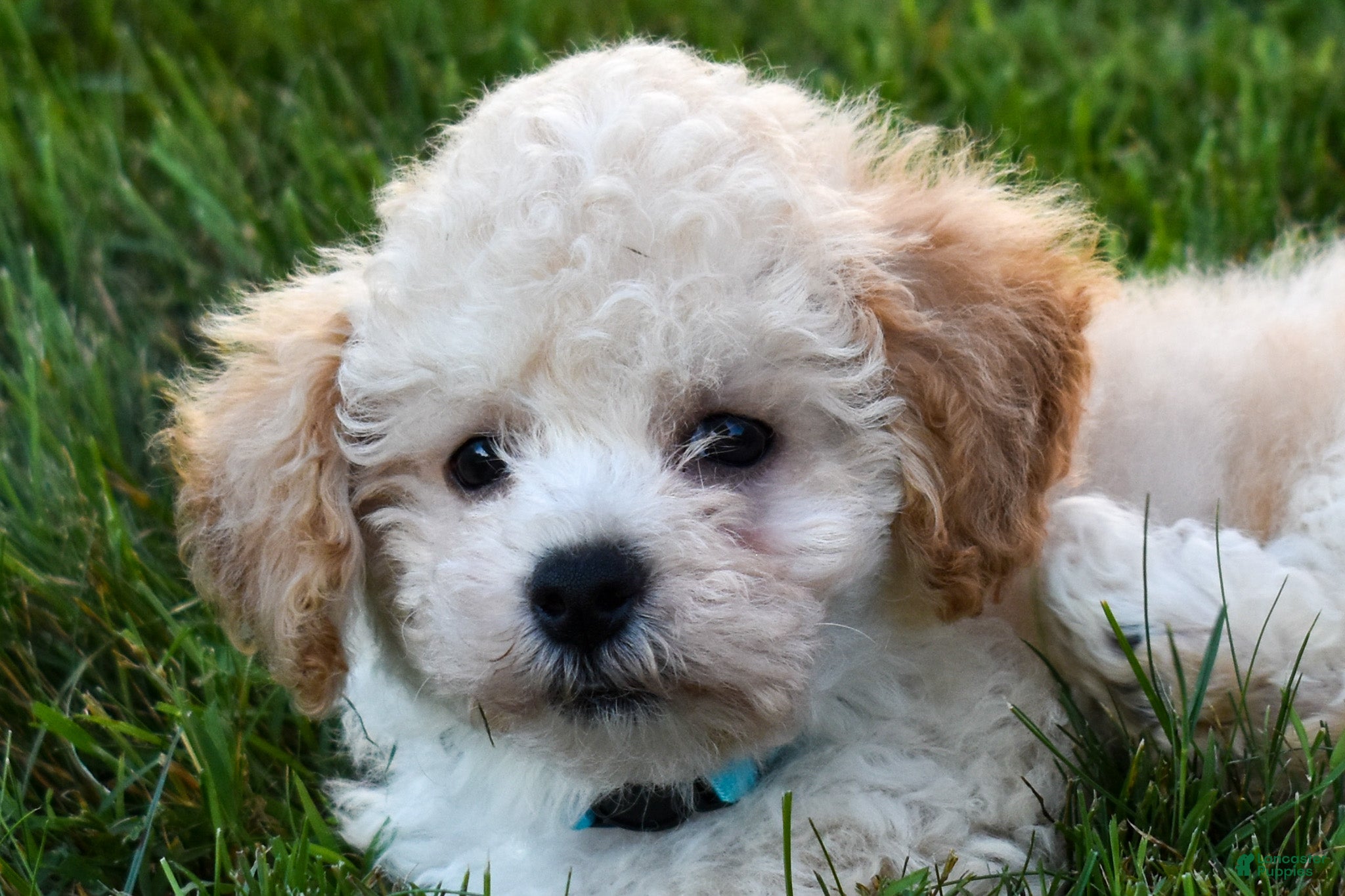Maltipoo dogs Franklin 🐶 - Ad 1