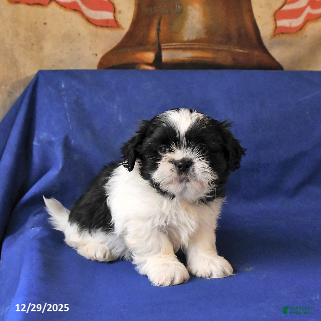Shih Tzu dogs for sale: Milo - Ad 1