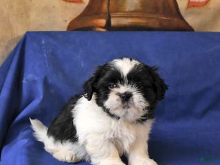 Shih Tzu dogs Milo - Ad 29