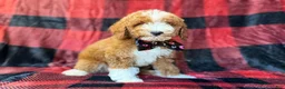 Miniature Poodle dogs for sale: Twix - Ad 3