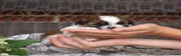 Shih Tzu dogs for sale: Teddy Bear - Ad 3