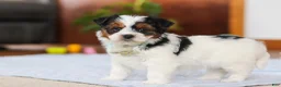 Yorkiepoo dogs for sale: Blake - Ad 6
