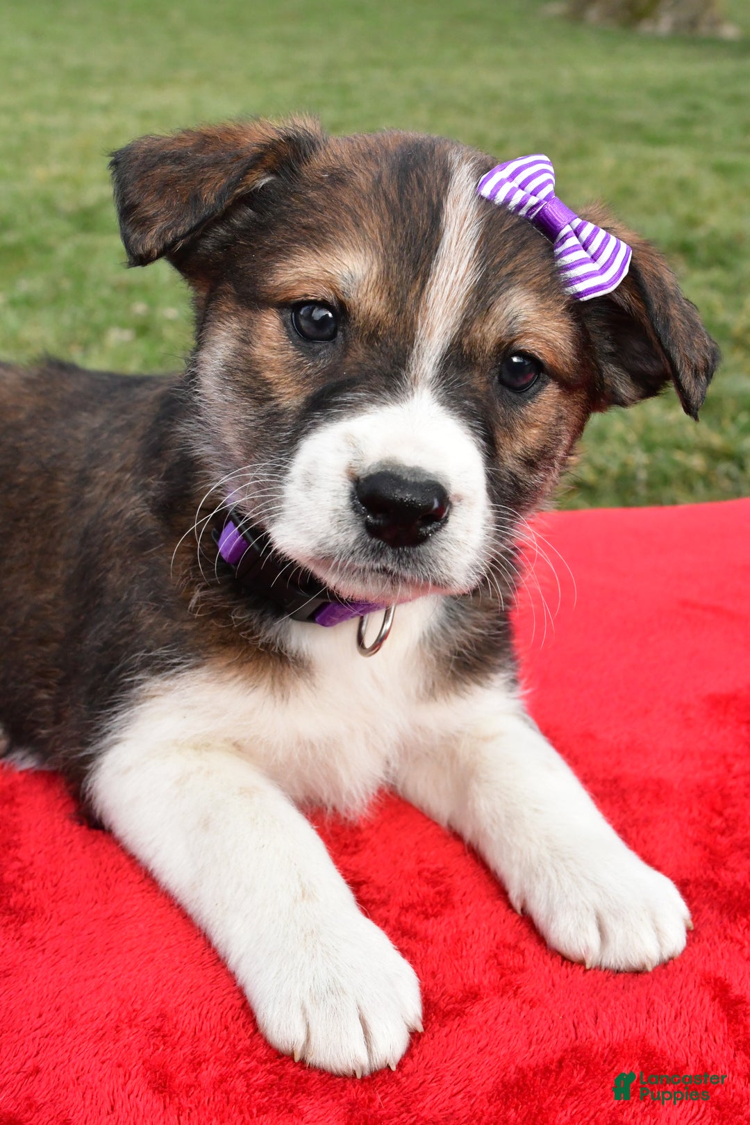 Mixed Breed dogs for sale: Maple - Ad 5