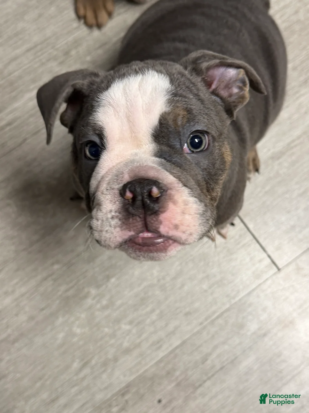 English Bulldog dogs for sale: English Bulldog 1 - Ad 1
