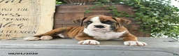 Boxer dogs for sale: Rex - Ad 3
