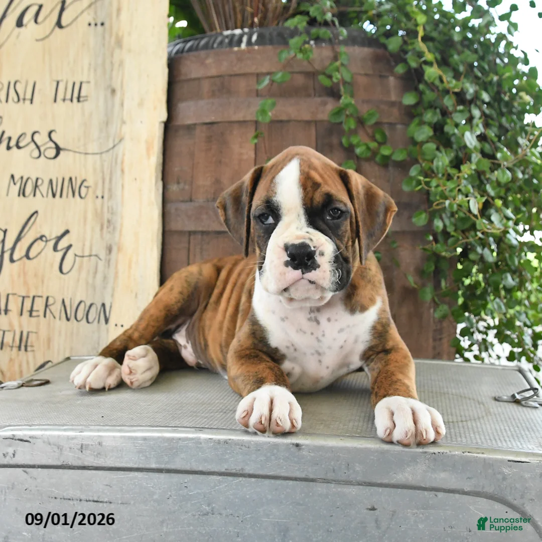 Boxer dogs for sale: Rex - Ad 3