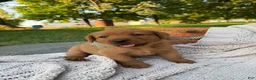 Labrador Retriever dogs for sale: Canyon - Ad 1