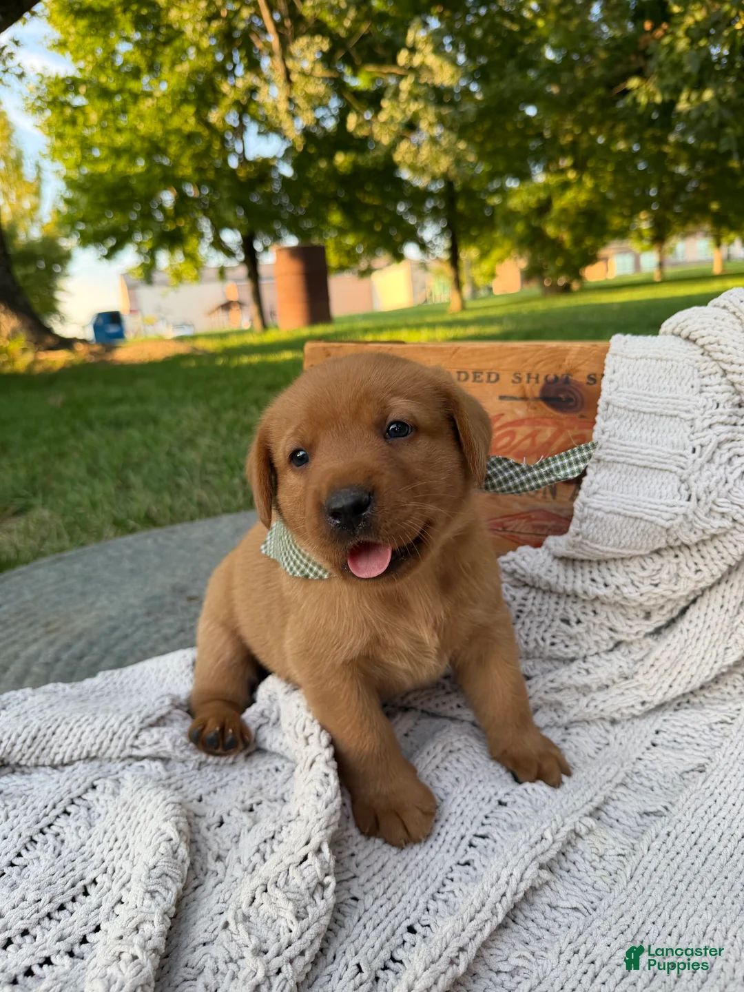 Labrador Retriever dogs for sale: Canyon - Ad 1