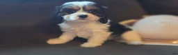 Cavapoo dogs for sale: Carrie  - Ad 4
