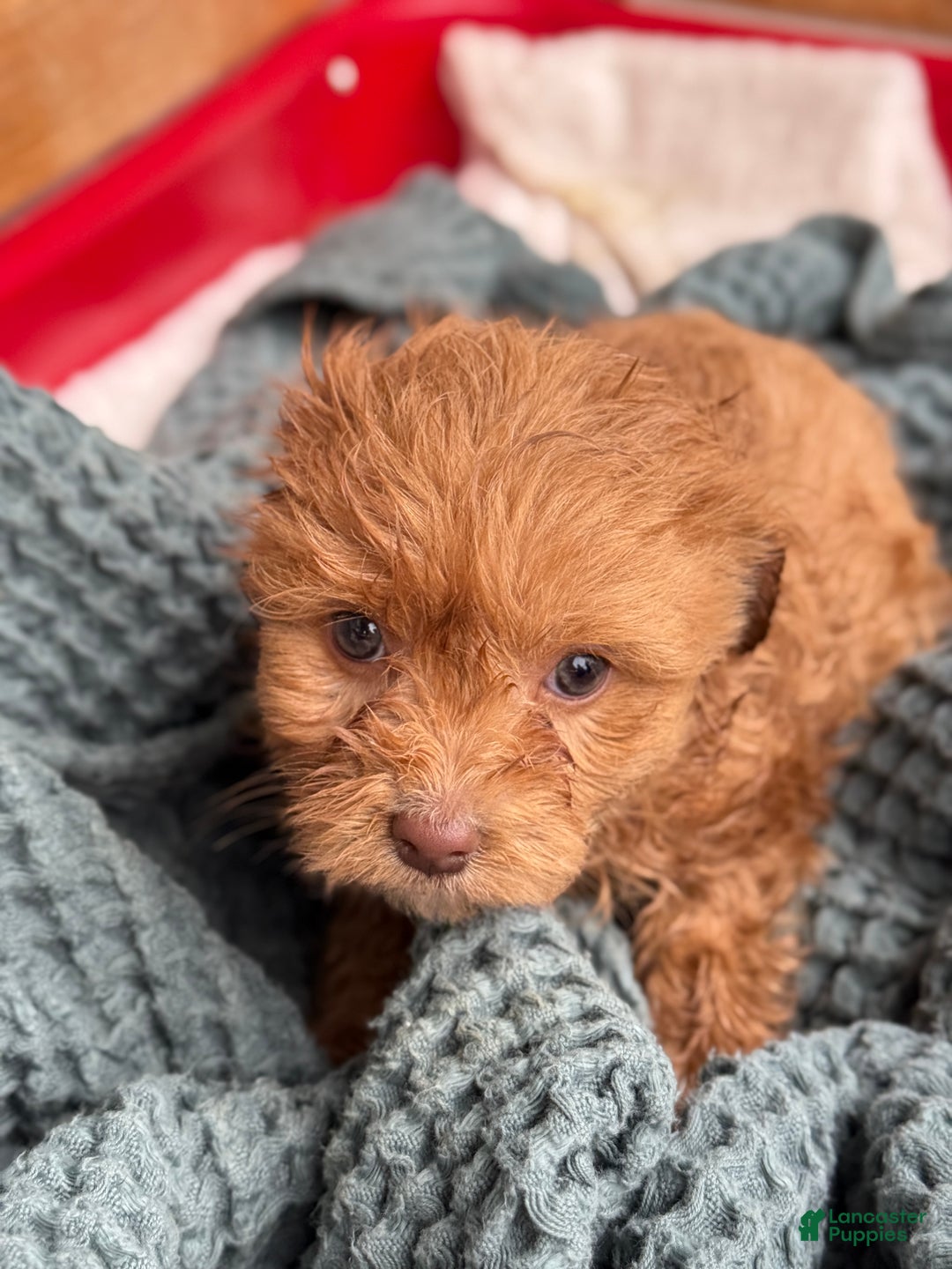 Cavapoo dogs for sale: Arlo - Ad 27