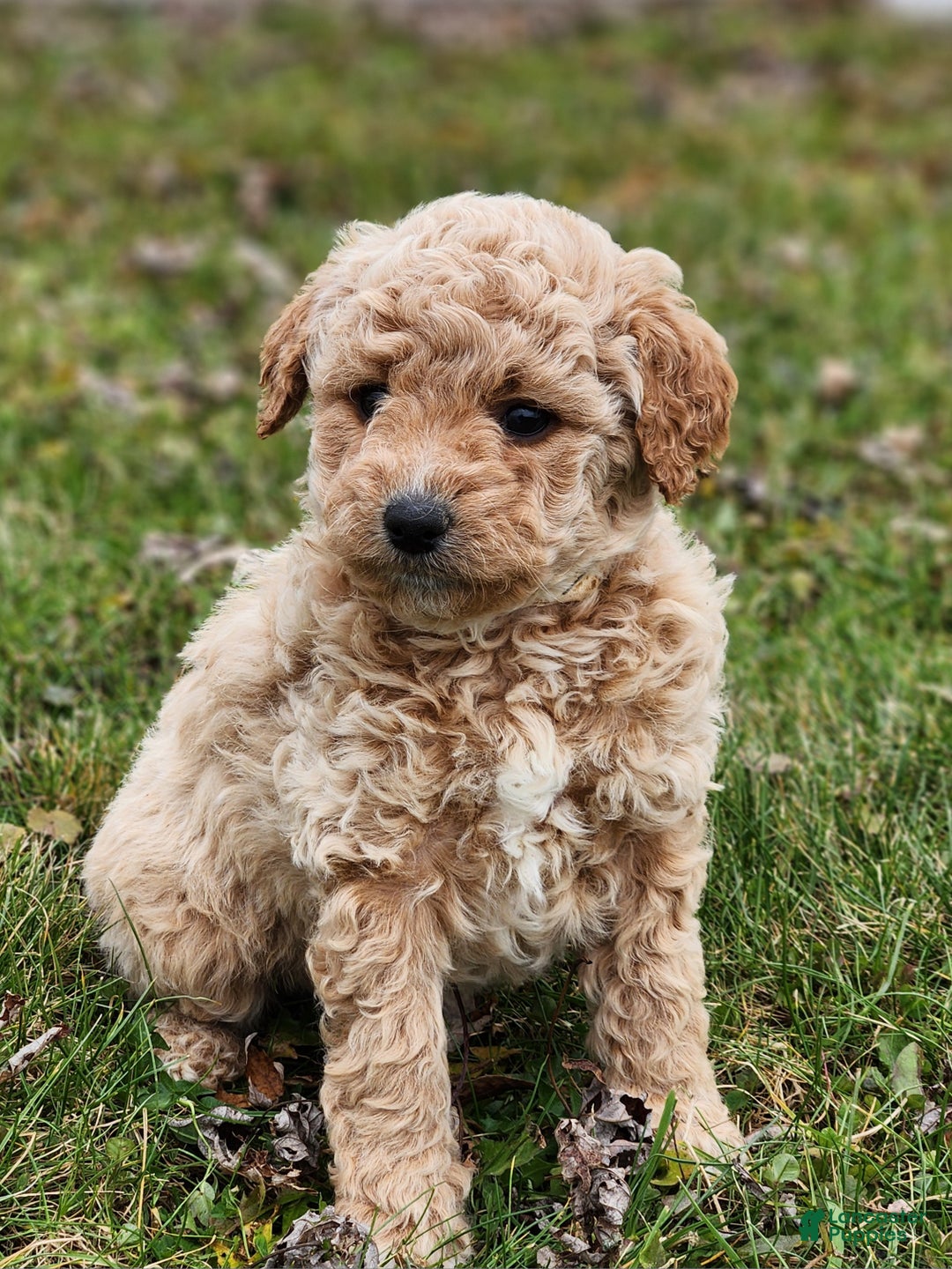 Mini Goldendoodle dogs for sale: Justina - Ad 1
