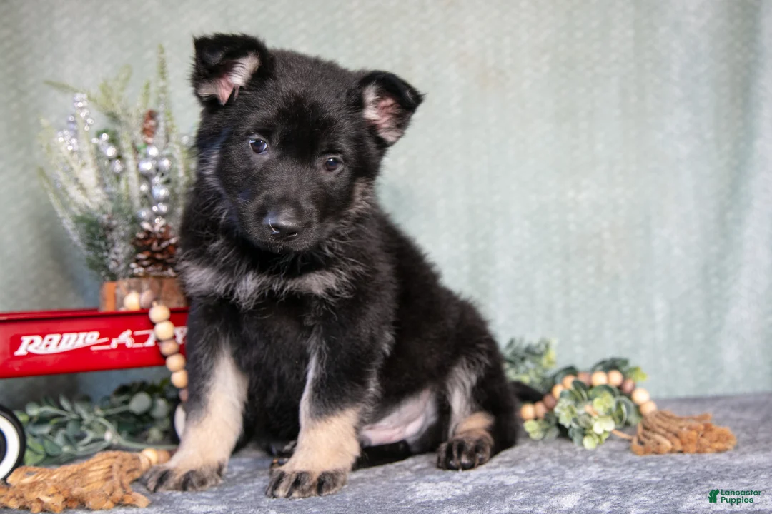 German Shepherd dogs for sale: Logan - Ad 2