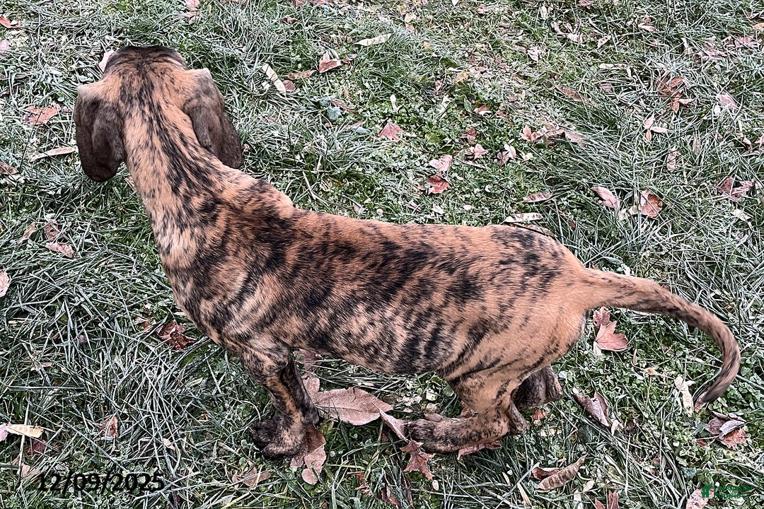 Great Dane dogs for sale: Bandit - Ad 4