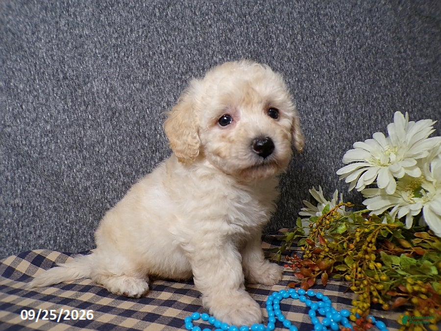 Bichpoo dogs Tyson - Ad 1