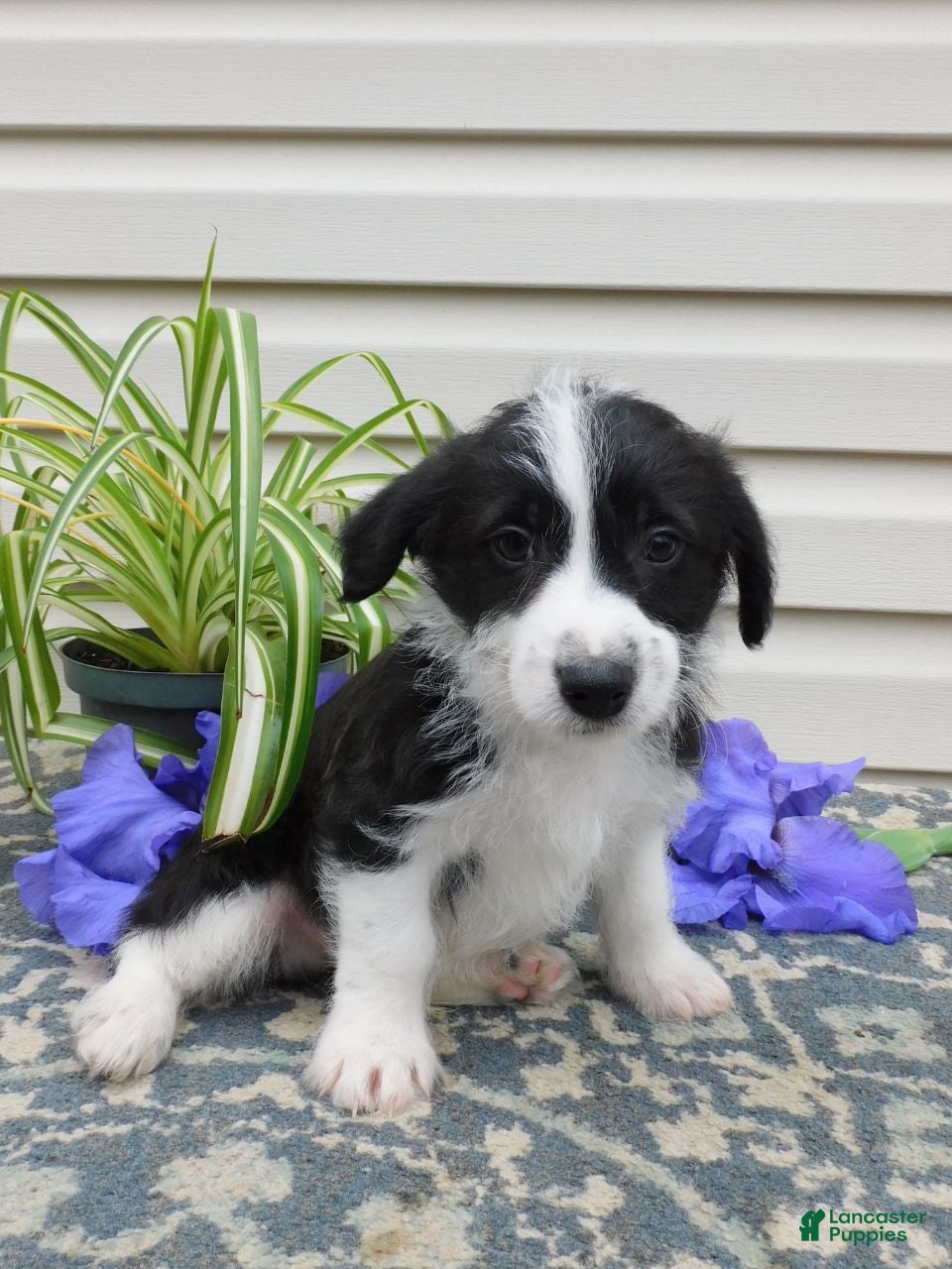 Corgipoo dogs Leo - Ad 1