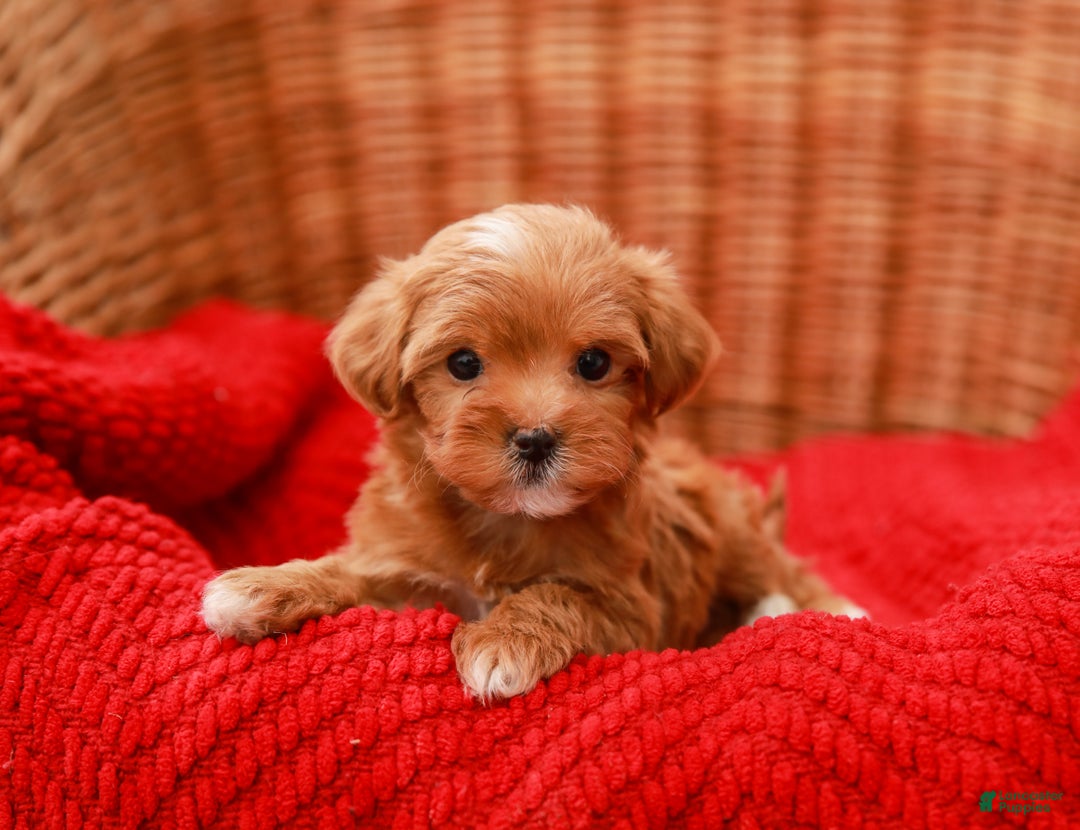 Havapoo dogs for sale: Bella - Ad 5