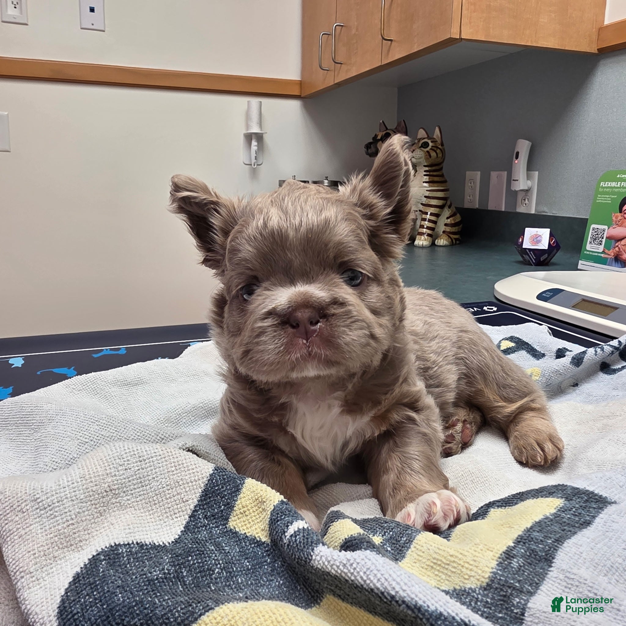French Bulldog dogs for sale: Benlee - Ad 2