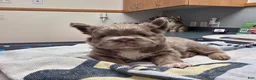 French Bulldog dogs for sale: Benlee - Ad 2