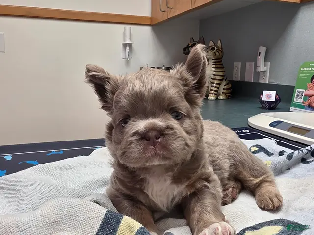 French Bulldog dogs for sale: Benlee - Ad 2