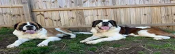 Saint Bernard dogs for sale: Bo - Ad 6