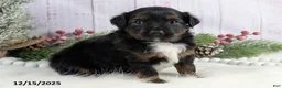 Toy Australian Shepherd dogs for sale: Bronson - Ad 27