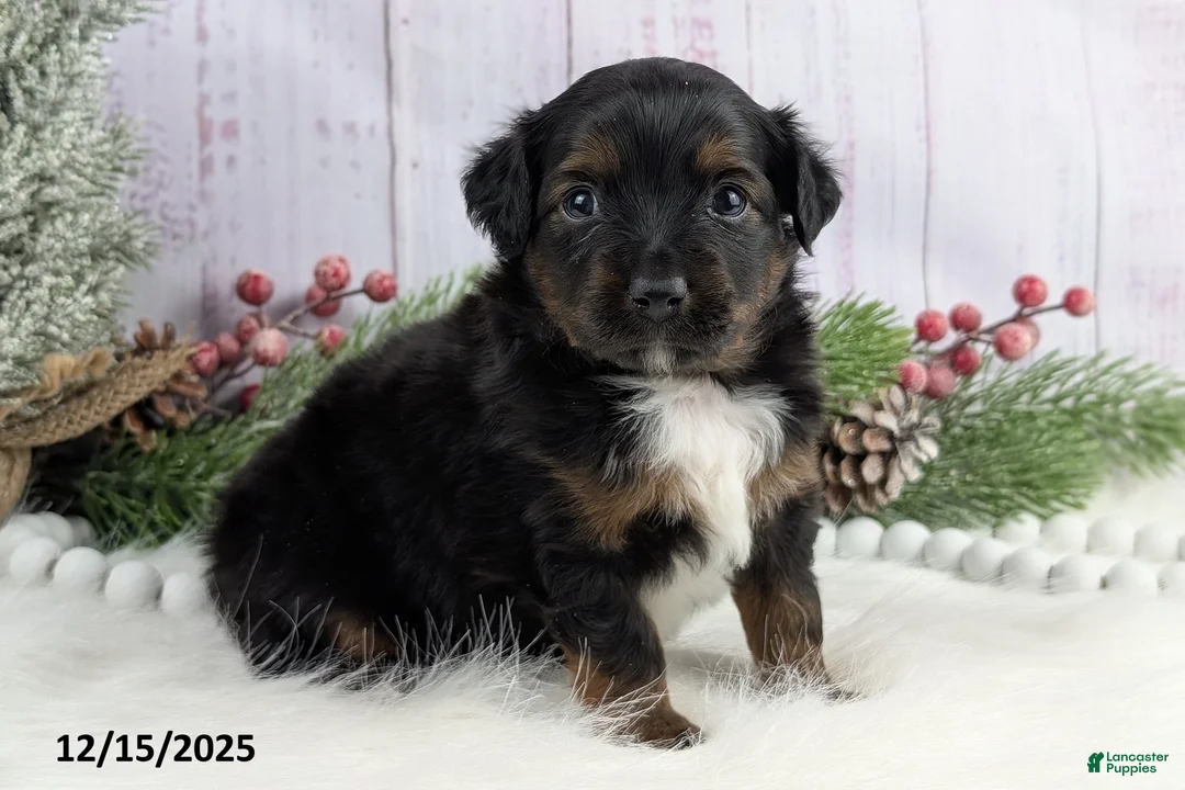 Toy Australian Shepherd dogs for sale: Bronson - Ad 27