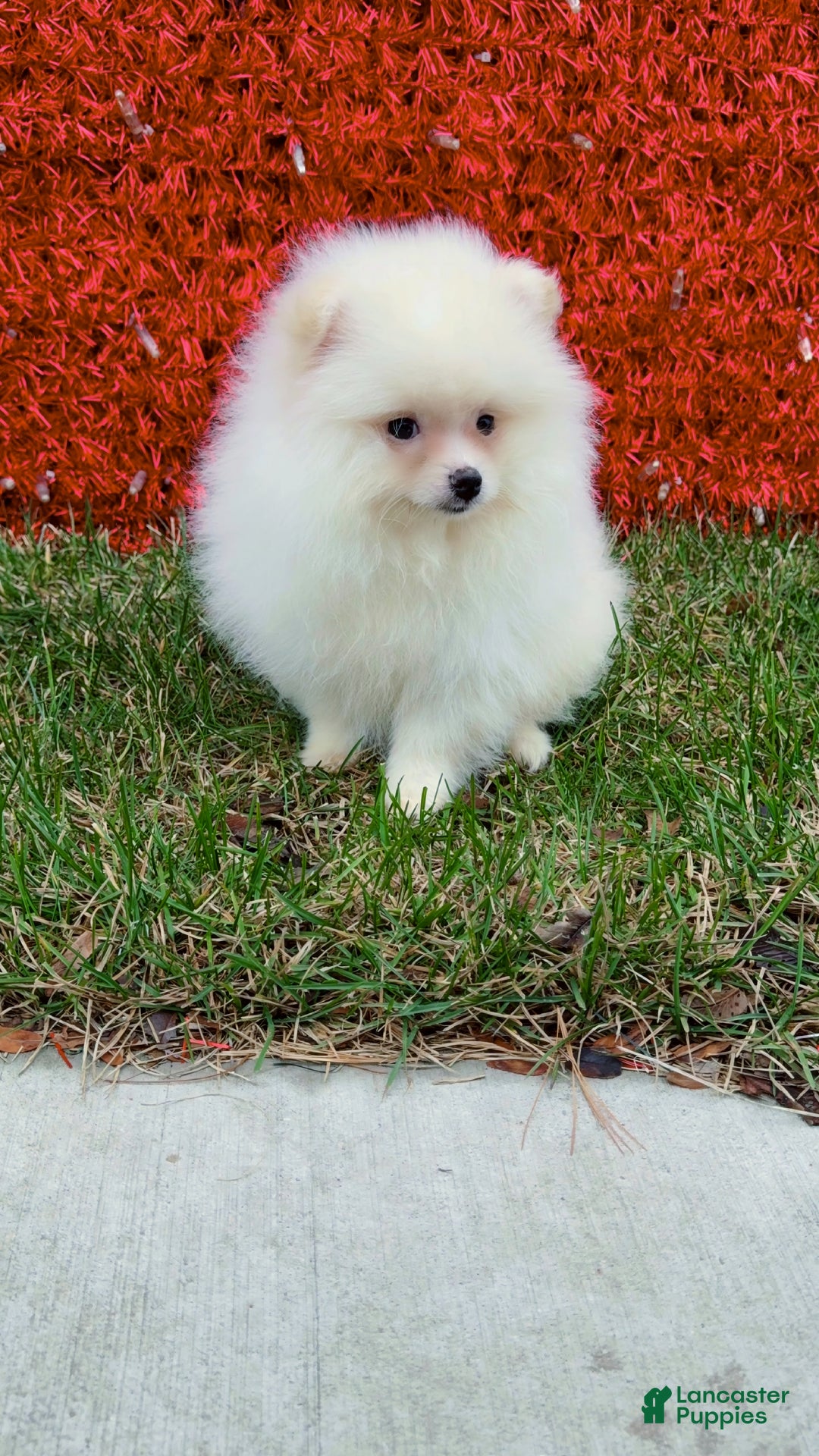 Pomeranian dogs for sale: Pomeranian Puppy cuddles  - Ad 7