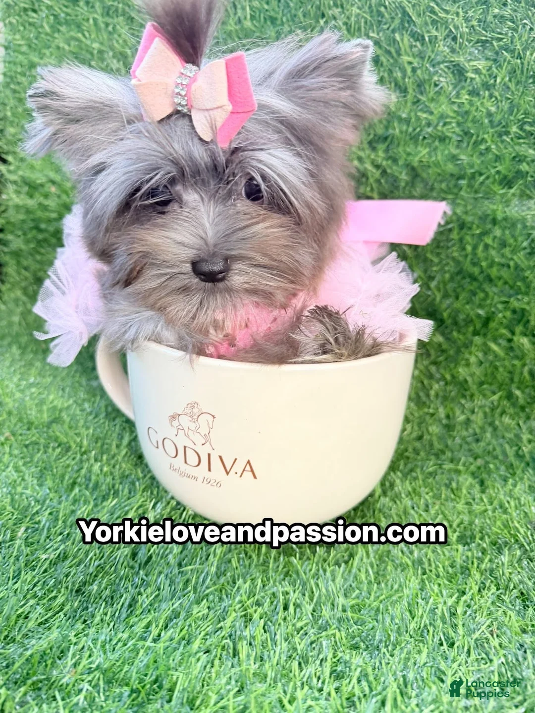 Yorkshire Terrier dogs for sale: Small black Merle female  - Ad 2