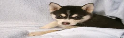 Pomsky dogs for sale: Peanut - Ad 3