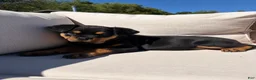 Rottweiler dogs for sale: Candy - Ad 1