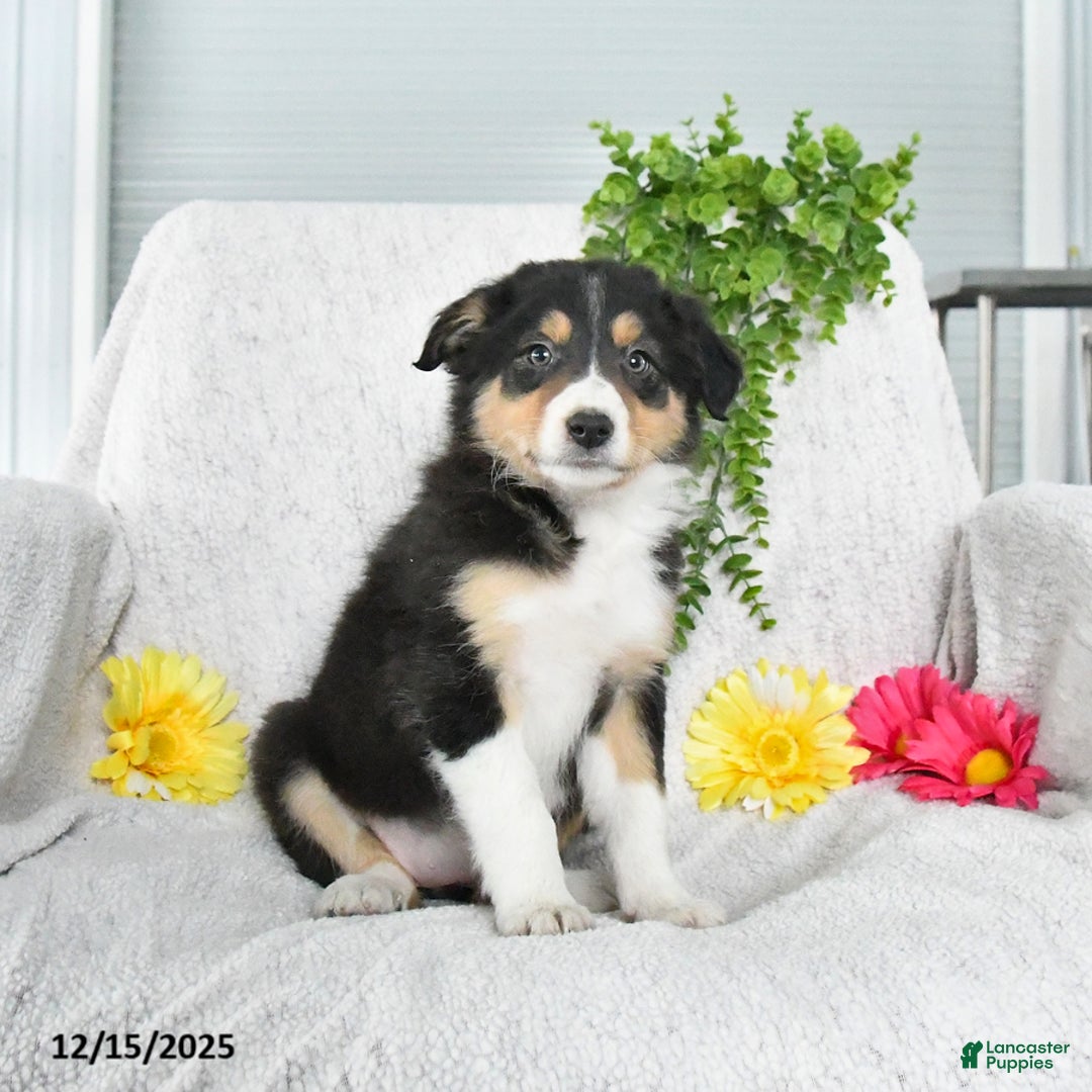 Border Collie dogs for sale: Lucy - Ad 4