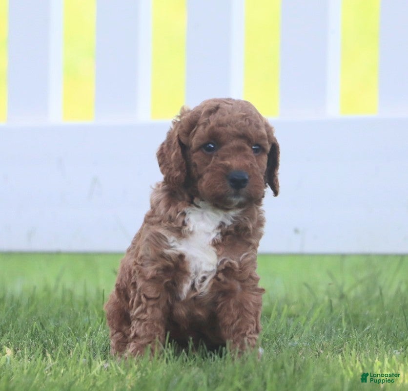 Miniature Labradoodle dogs Chester - Ad 2