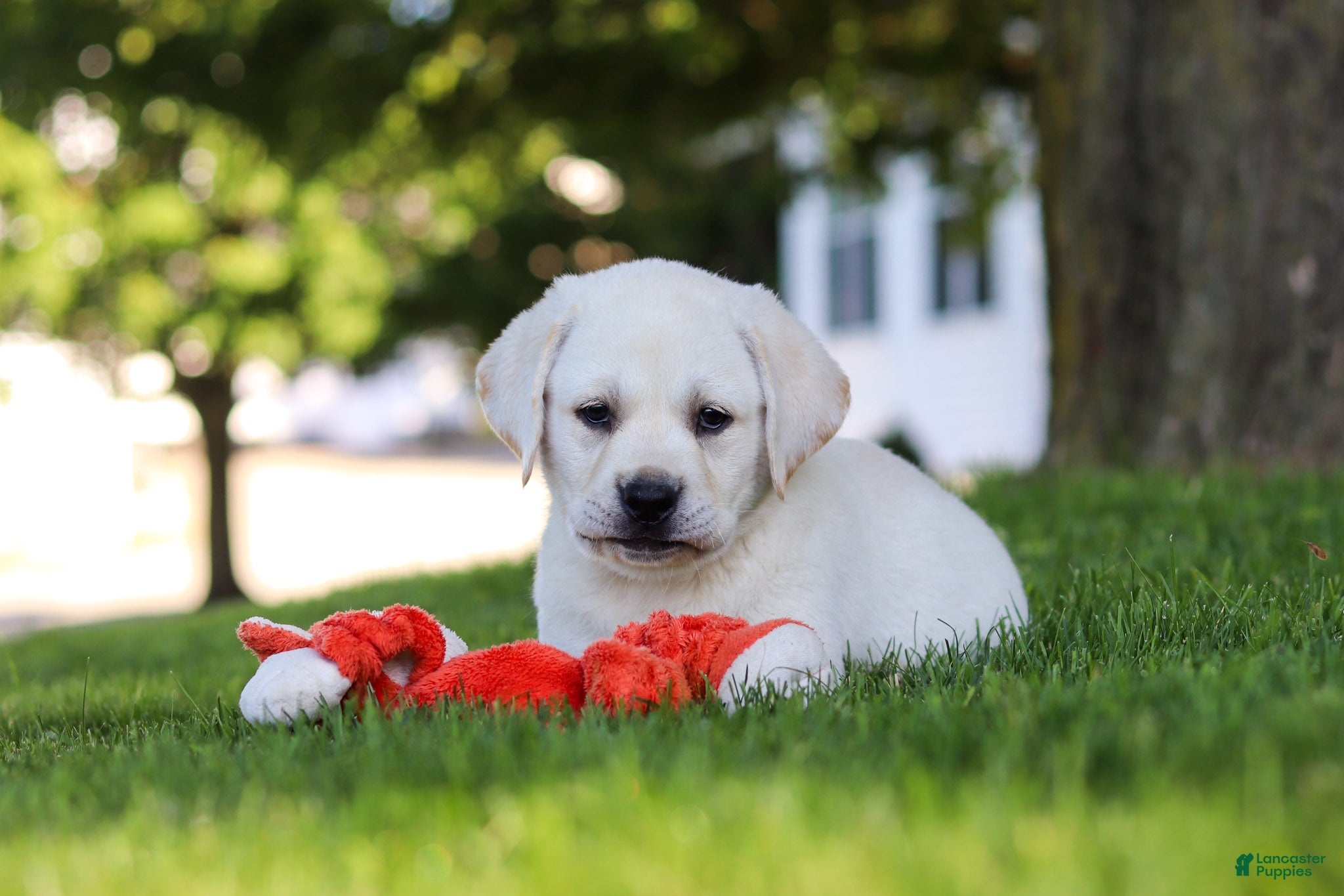 Labrador Retriever dogs for sale: Bernie - Ad 7