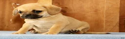 Puggle dogs for sale: Daisy - Ad 3