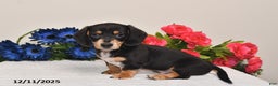 Miniature Dachshund dogs for sale: Rowdy - Ad 1