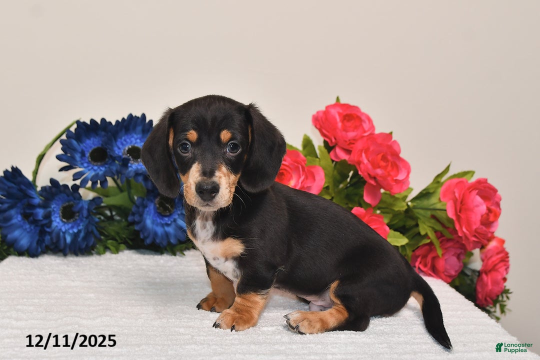 Miniature Dachshund dogs for sale: Rowdy - Ad 1