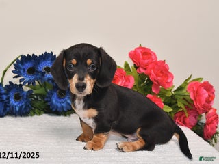 Miniature Dachshund dogs Rowdy - Ad 22