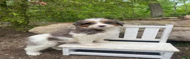 Pete