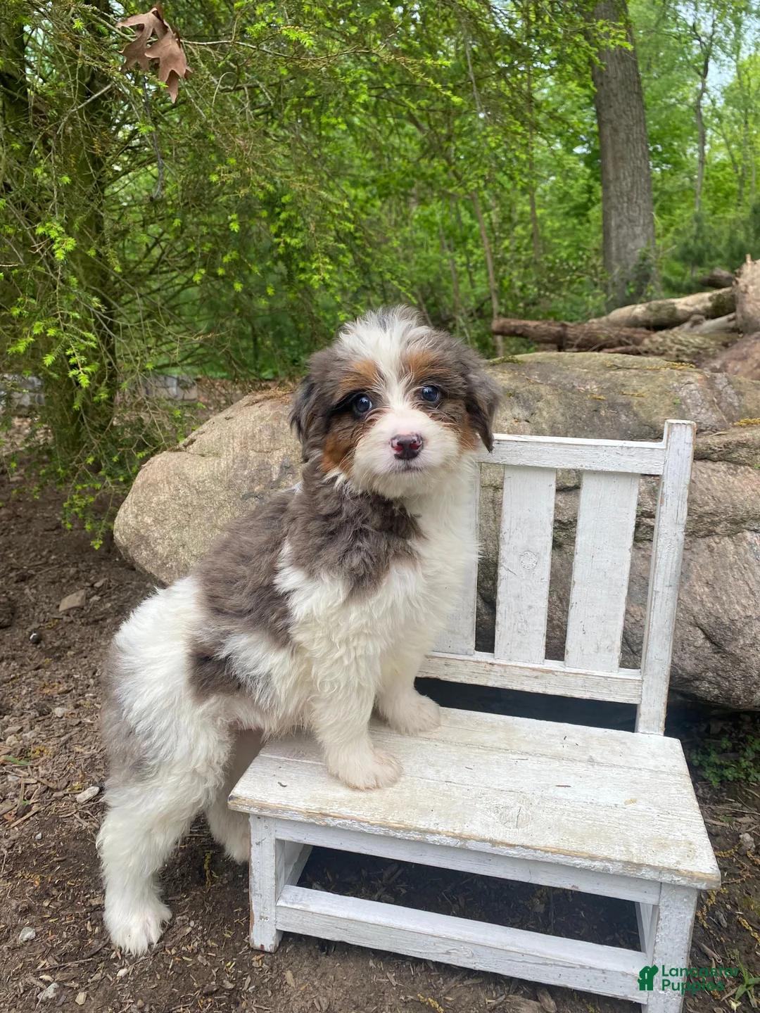 Bernedoodle dogs for sale: Pete - Ad 1