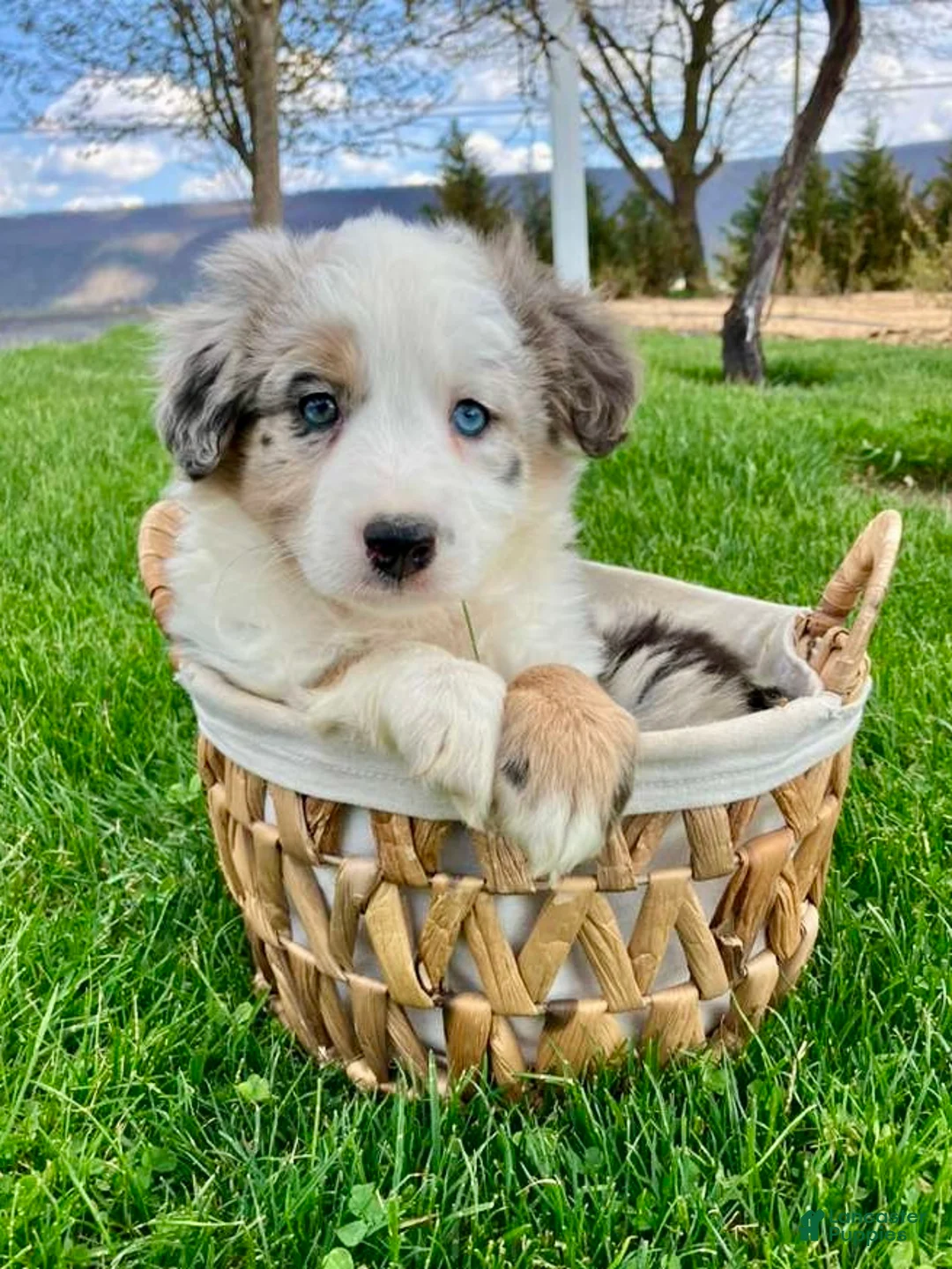 Miniature Australian Shepherd dogs for sale: Charlie - Ad 1
