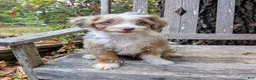 Mini Aussiedoodle dogs for sale: Russell - blue eyes  - Ad 3