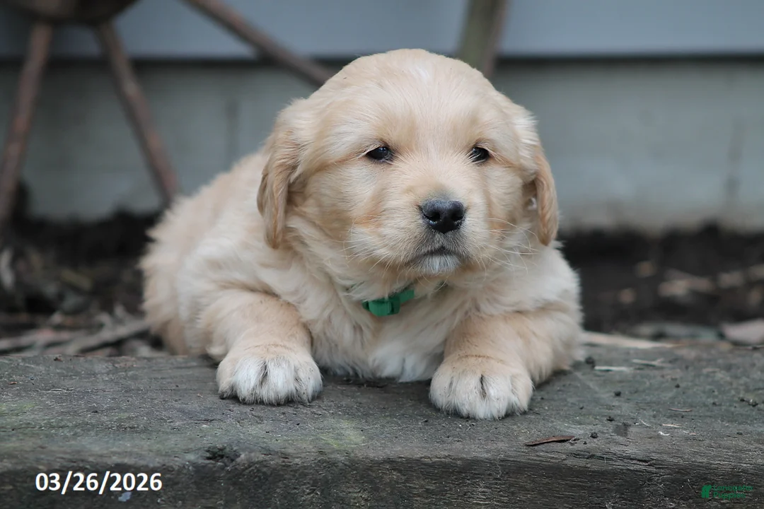 Golden Retriever dogs for sale: Oliver - Ad 1