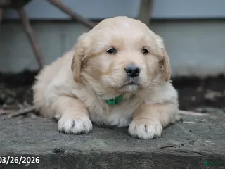 Golden Retriever dogs for sale: Oliver - Ad 2