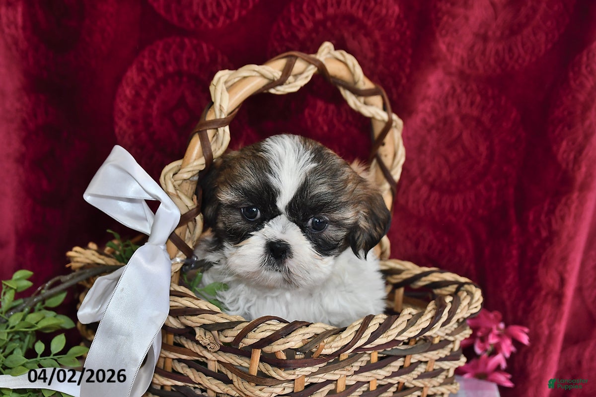 Shih Tzu dogs Lola - Ad 1