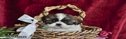 Shih Tzu dogs for sale: Lola - Ad 1
