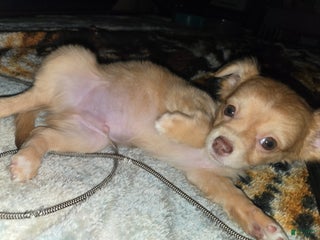 Chihuahua dogs Long Hair red Boy/ Green eyes - Ad 8