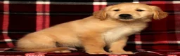 Golden Retriever dogs for sale: Teddy - Ad 6