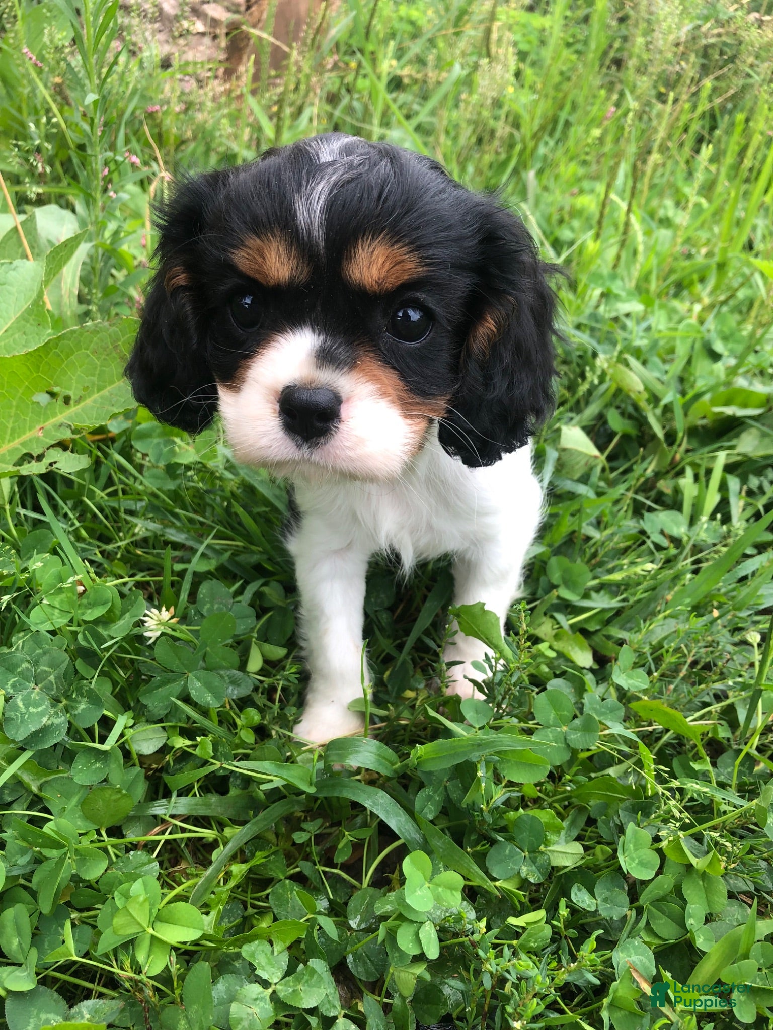 Cavalier King Charles Spaniel dogs Della - Ad 1