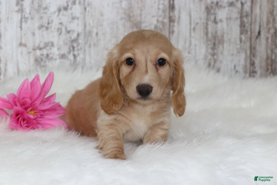 Miniature Dachshund dogs for sale: Bridget  - Ad 2