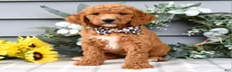 Standard Poodle dogs for sale: Raven - Ad 4